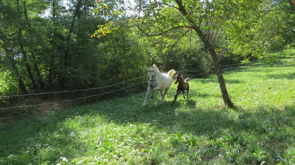 Lipizzaner Lodge Guest House Postumia Esterno foto